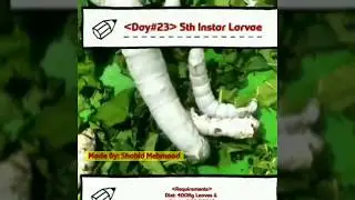 Project Sericulture