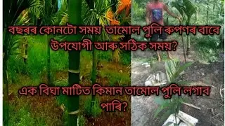 বছৰৰ কোনটো সময় তামোল পুলি ৰূপণৰ বাবে উপযোগী/betel nut planting / #tamul #betelnut #arecanut #assam