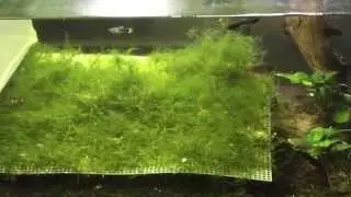 How to Quickly Grow Out a Moss Wall