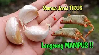 Cara Paling Ampuh B4SMI TIKUS ‼️Cuma Pakai 3 SIUNG BAWANG PUTIH 