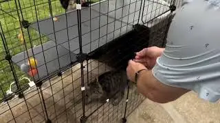 Catio for your kitty-o