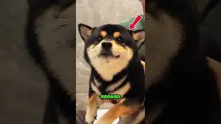 Ce Shiba Inu Fait Craquer Tout Le Monde ! ❤️
