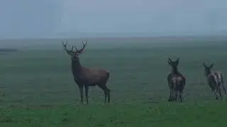 The beauty of a running deer in slow motion. Handheld Nikon Z7 footage