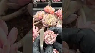 Grow Succulents Safely | Beginner-Friendly Care Guide