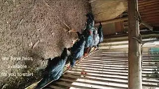 Native Chicken Hens for SALE(Negros Occidental).