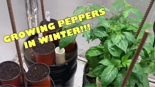 Growing peppers in winter in my grow room.