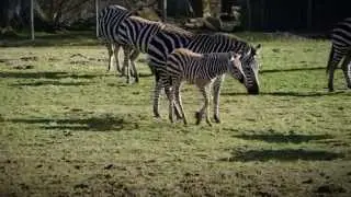 Proud Mum Shows Off Her Zebra Foal at Longleat
