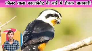 कॉलर वाला फाल्कोनेट के बारें में रोचक जानकारी # Collared falconet ke bare me rochak jankari