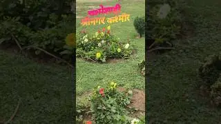 rinagar Kashmir Garden | Beautiful Nature Views | Mini Travel Vlog | YT Shorts