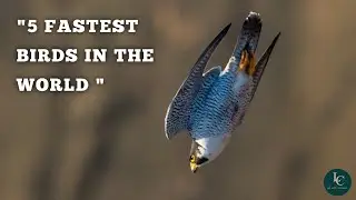 Fastest Birds on Earth &ndash; Speed, Facts, and Flight Styles(@Lifewithcreatures )