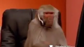 Monkey