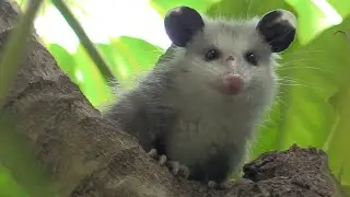 Rare sighting: Baby Opossum smiling in the tree canopy