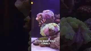 3 Rules for healthy corals #reeftank #reefaquarium #reef #saltwateraquarium #coral