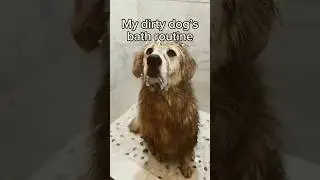 My dirty dogs bathing routine