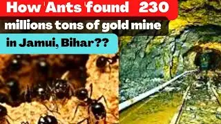 'Ants' found  230 million tons of gold mine in Jamui ,Bihar !!