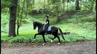 Hengst Bon Esprit