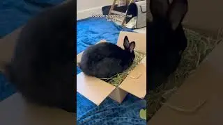 How to make enrichment toys for rabbits #bunny #rabbit #rabbittoys