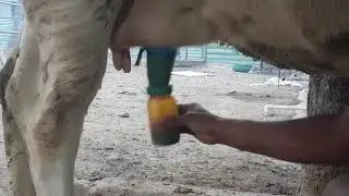 TEAT DIP CUP....EFFECTIVE PRECUATION FOR MASTATIS
