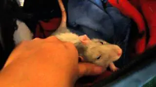 Rats have scratch reflexes too