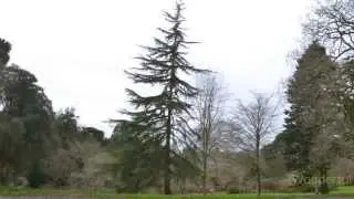 Trelissick by Sam Lara