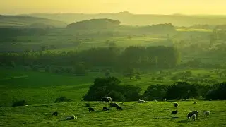 Sheep May Safely Graze - arr. for 2 pianos by Richard Simm