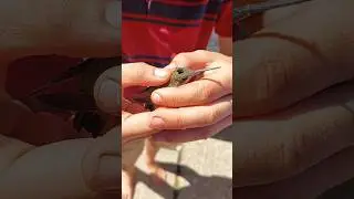 Caught a stuck humming bird!! #hummingbird #bearhands #Rescue