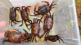 Best Catching Crab Brown Beautiful 