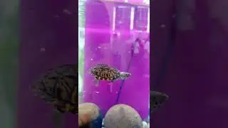 Cute pets at the 26th CIPS China International Pet Show