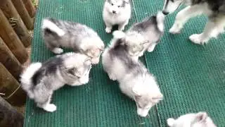 Alaskan Malamute Puppys (6½ weeks)