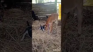 Baby dog feels lonely # loves to spend time with baby Cow #shorts# animals# village life #calf#