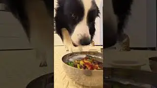 Episode 198 Daily Pet Care vlog The love of furry friends is always the most impressive.#C