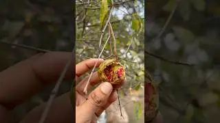 We plant a pomegranate tree for all animals and birds 🦅 #treeplanting #plantatree #treesforever