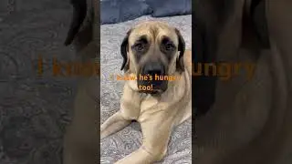 Sadie&rsquo;s always hungry lol 😂 #sadiethemastiff #englishmastiff #fypviral #shorts #englishmastiff