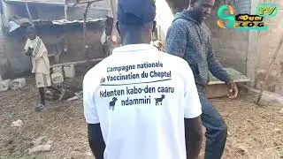 National livestock vaccination campaign in Soum