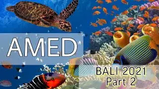 VLOG: Амед | Бали 2021🌴| Фридайвинг 🌊🐠| Поиск Виллы🤩 Part 2
