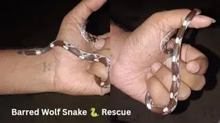 Indian wolf snake 🐍 rescued & released in nature🌳| #snakerescue #snake #sarpmitra #wolfsnake #unnao