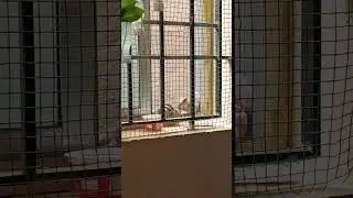 pappus emotional bonding🐿️🐿️#pets #animals #love