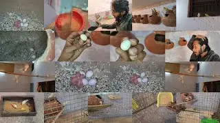 Budgies Ka dusra Baccha Bhi Ande Se bhar Aagya 🐣🥰