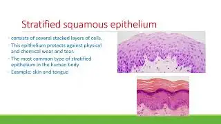 BIO 210 Chapter 4 PPT Recording