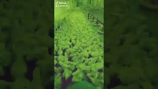 Птице фабрика