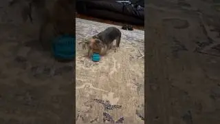 Eating too fast?🐶🍽️This slow feeder dog ball turns meals into fun, slows eating.👉Buy now #dogfeeding