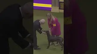 The 5,000-year-old breed Xoloitzcuintli