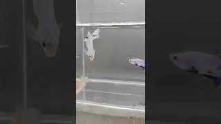 Bahanan Koi Candy(Candy Multy)