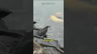 Clever Bird Tries To Catch Fish #shorts #animals #animalfacts