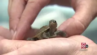 Declining turtle populations rely on conservation efforts to survive