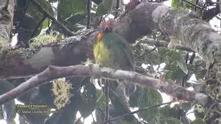 Masked Fruiteater - Ulcumano Lodge, Oxapampa.