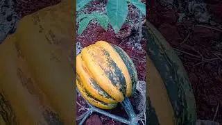 o que &eacute; o mogango pra quem tinha d&uacute;vida.