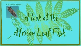A look at My 4 African Leaf Fish.