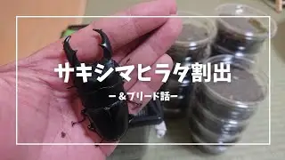 [サキシマヒラタ]爆産なるか！？幼虫割出とブリードについて[石垣島産]