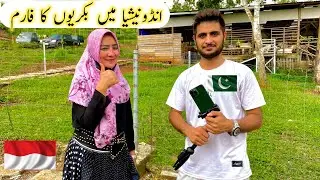 Visit Goat Farming Busniess In Indonesia With Doctor Sahiba || Our Daliy Routine Vlogs With Wife ||